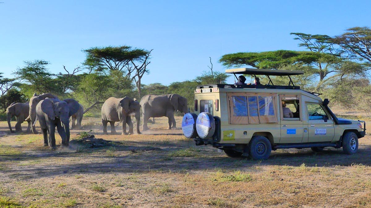 safari tour kenia kosten