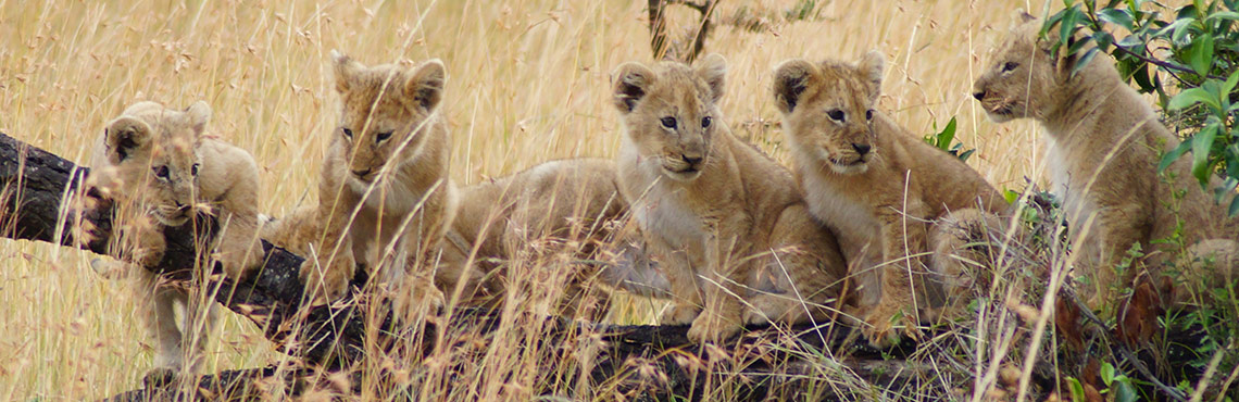 safari kenia buchen