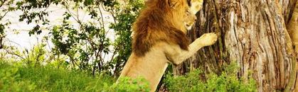 safari kenia buchen